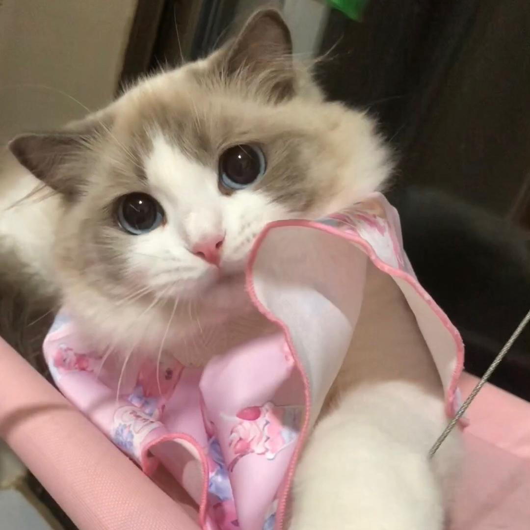 甜甜是个小夹子