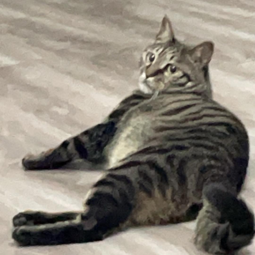 融化鲨鱼电风扇