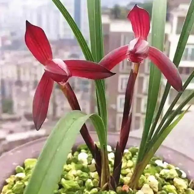 小惠的兰花基地