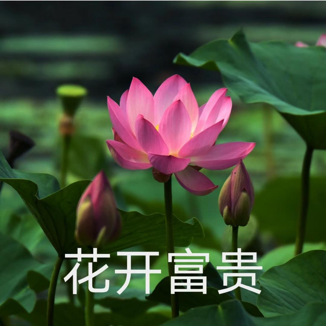 花开富贵8
