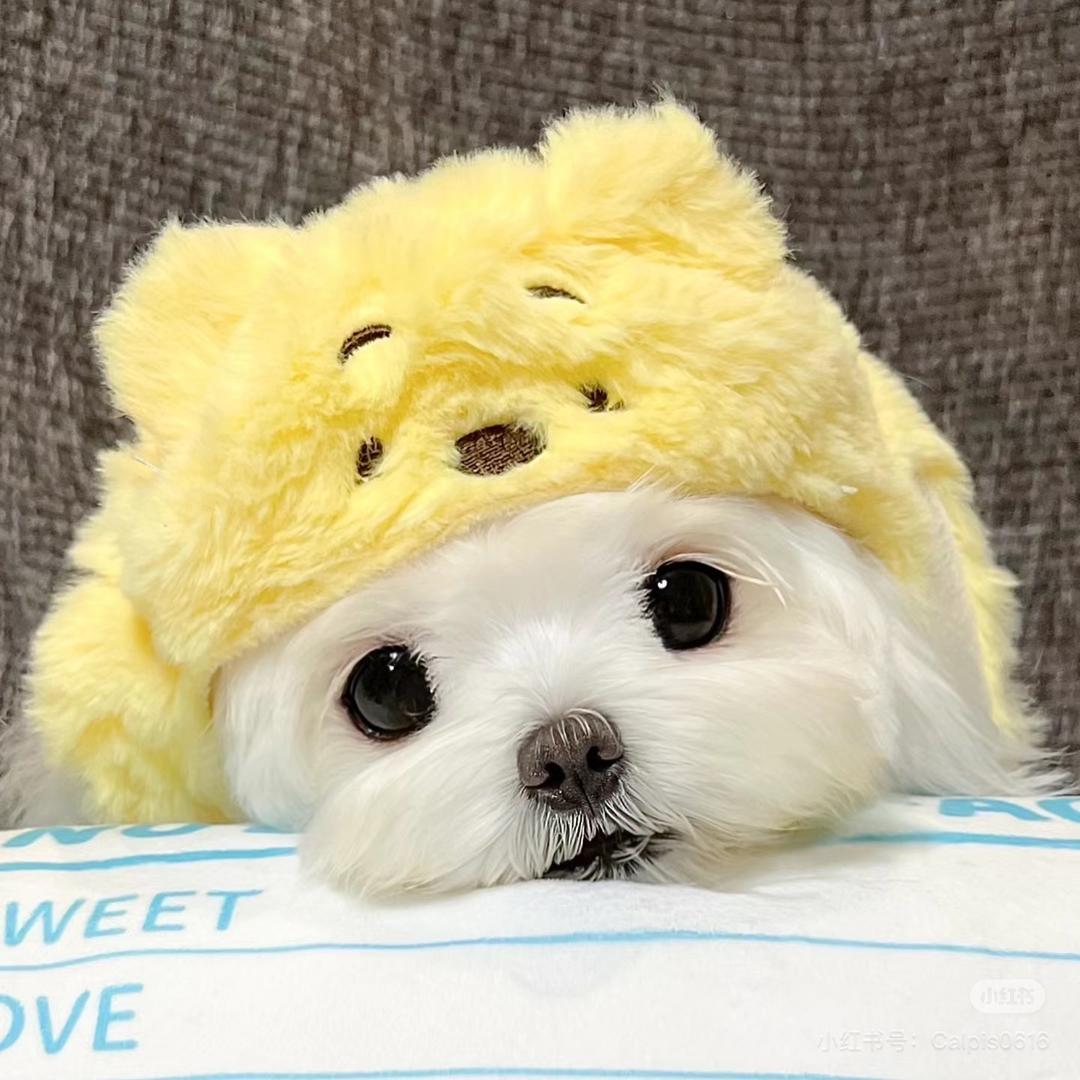 你是不是傻