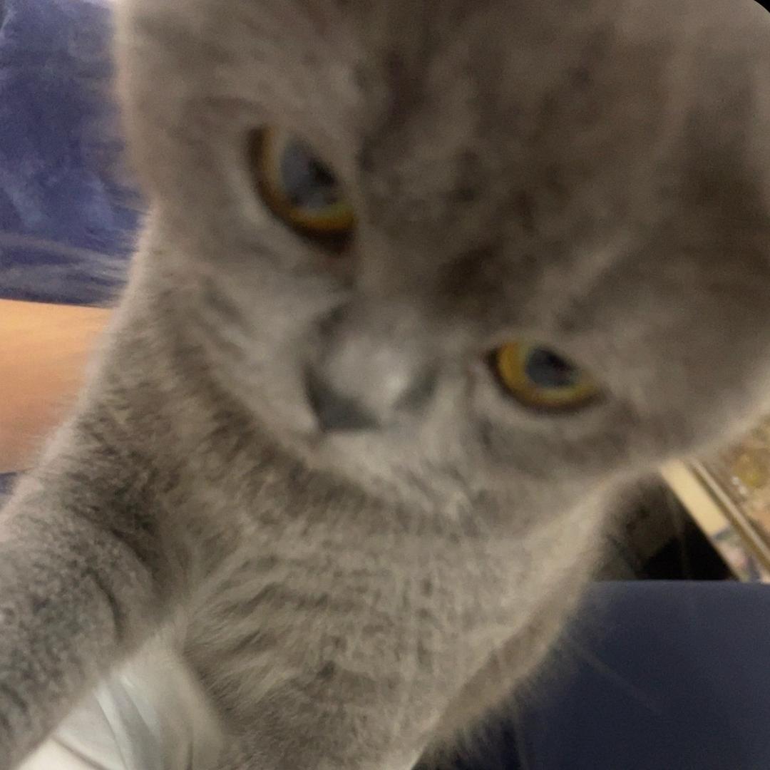 gzzh