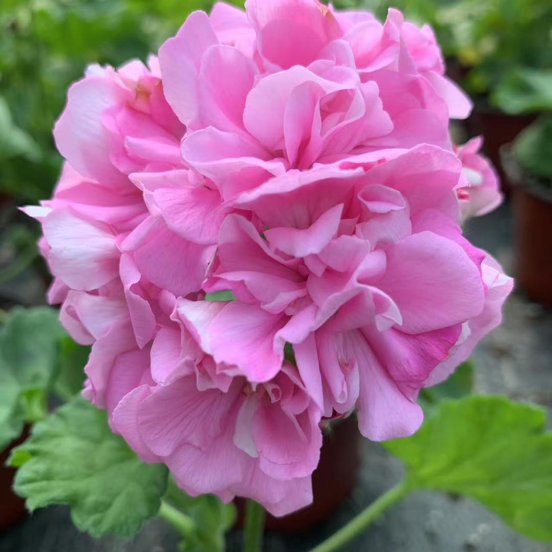 花盛园艺坊