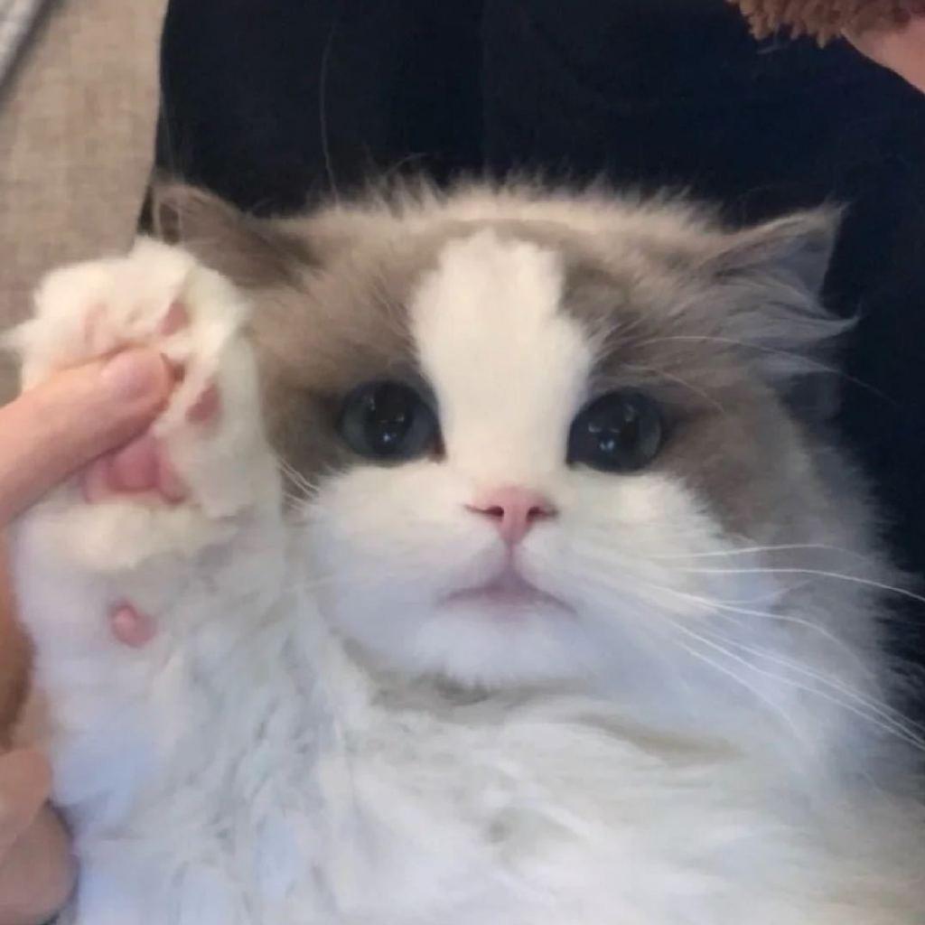 兔兔爆不停🐰