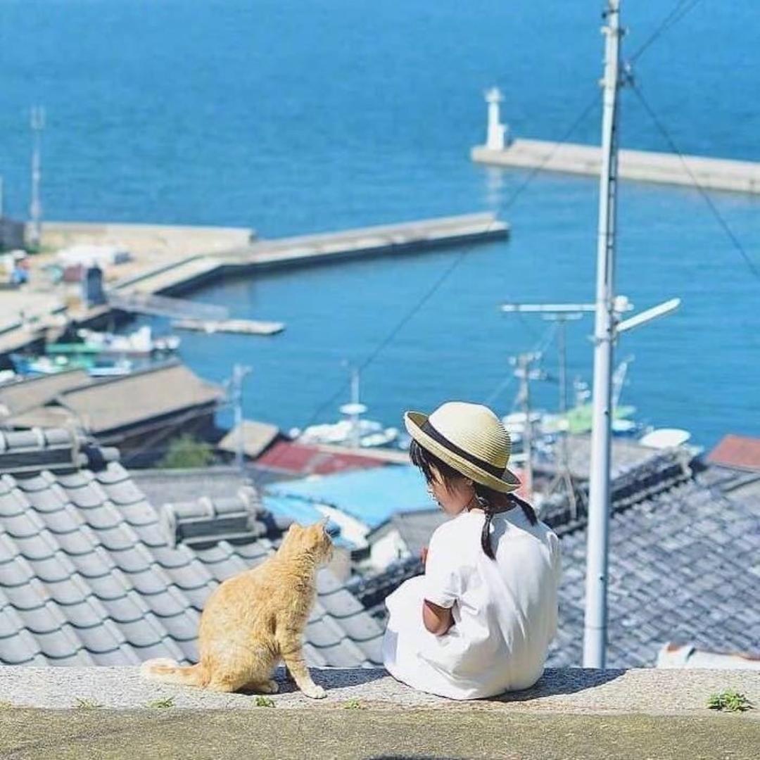 肥猫招财