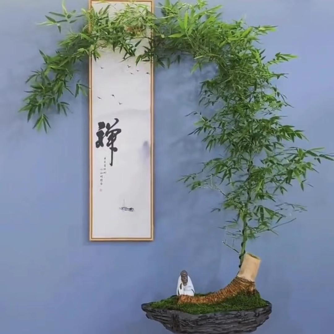 小叶簕竹园艺