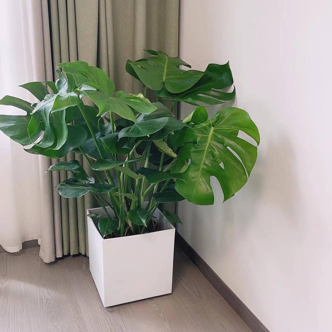陌上花绿植园艺
