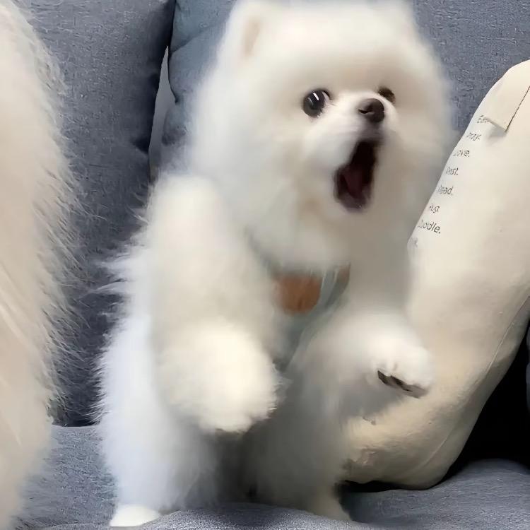 煤球灰灰