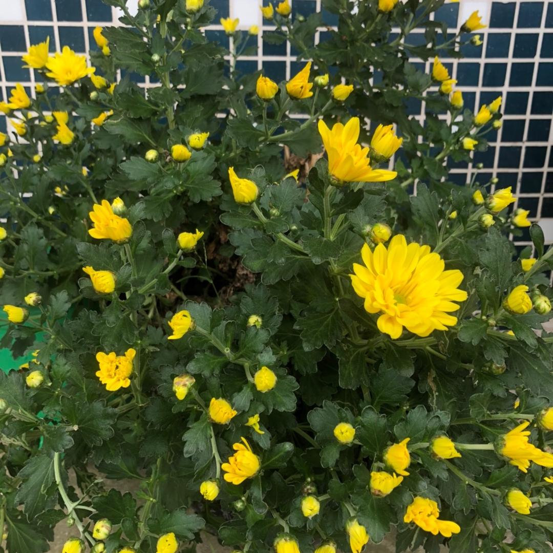 芬芳