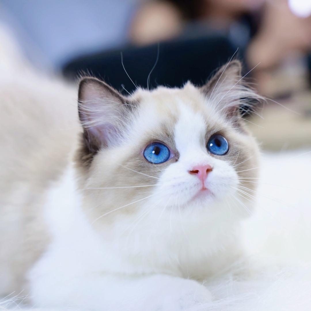 林家布偶猫