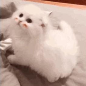 EMO小猫殿下