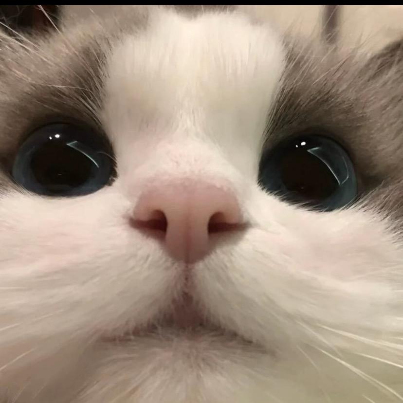 只鱼