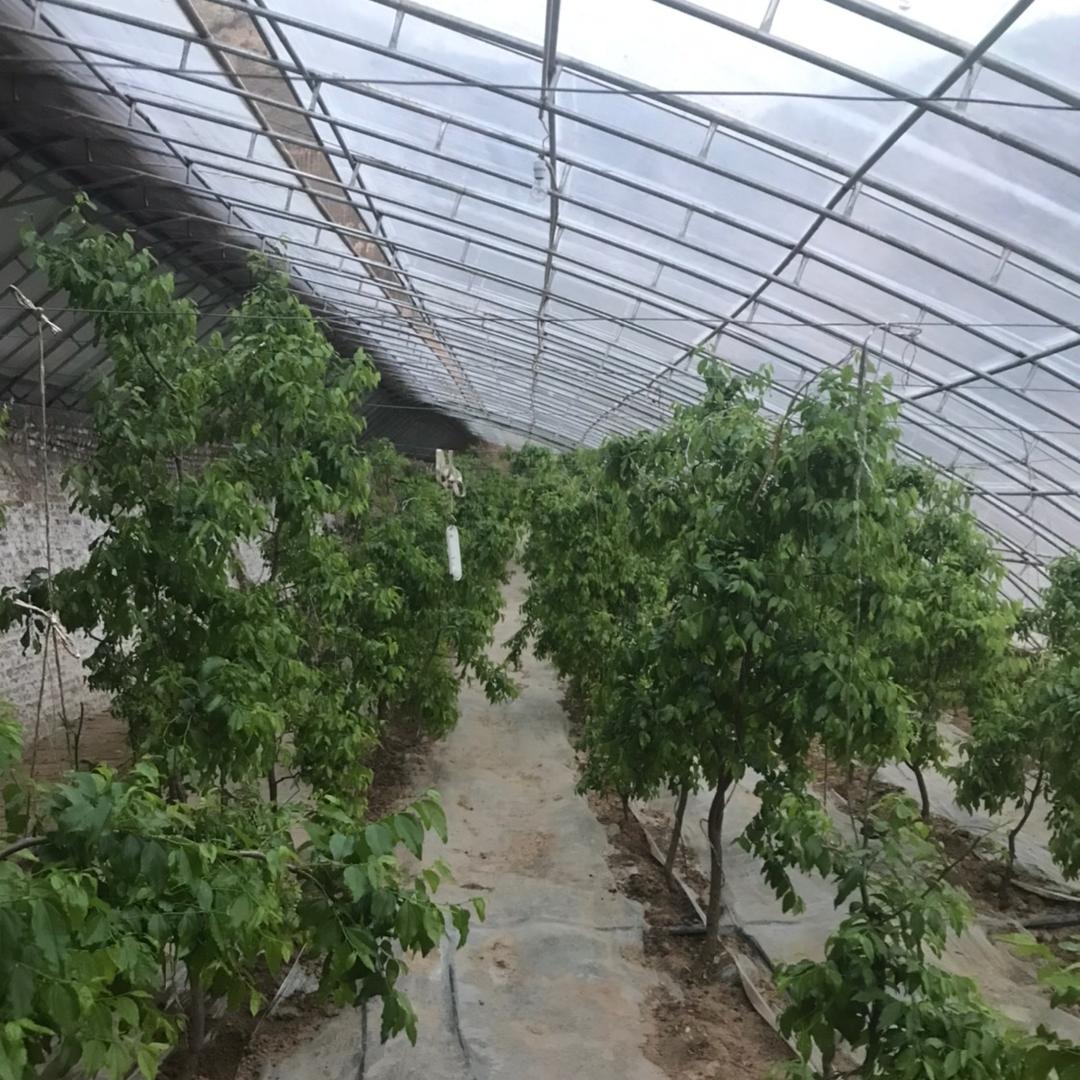 莹乔瓜果