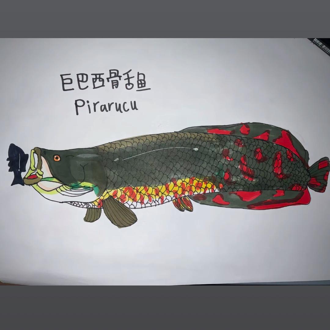猛男养猛鱼