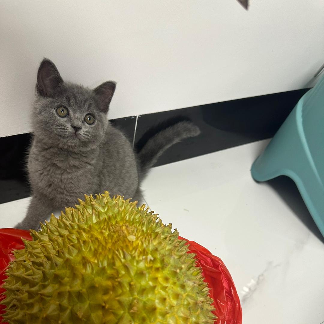 菠萝包🍍