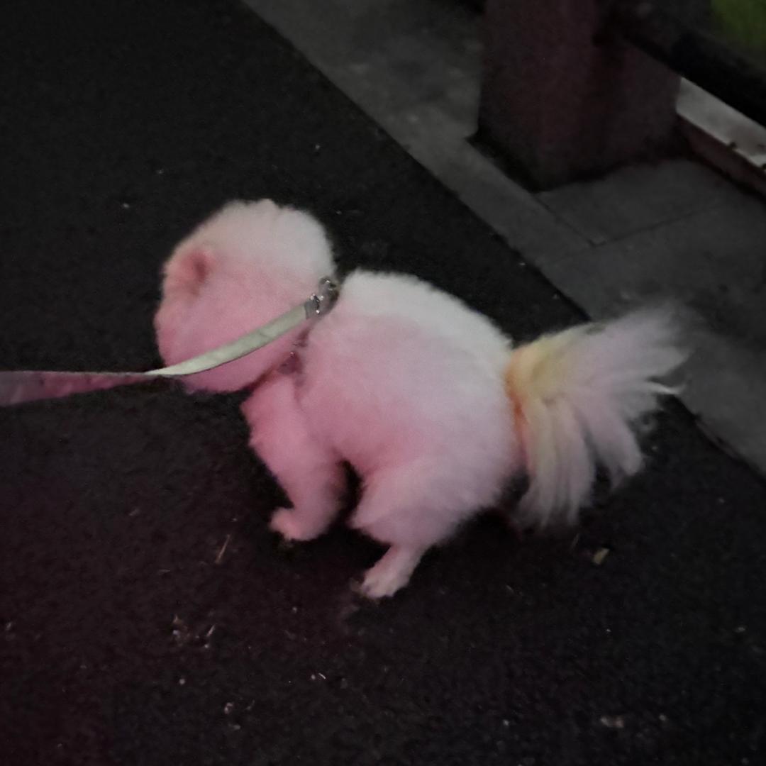 小黑🫡