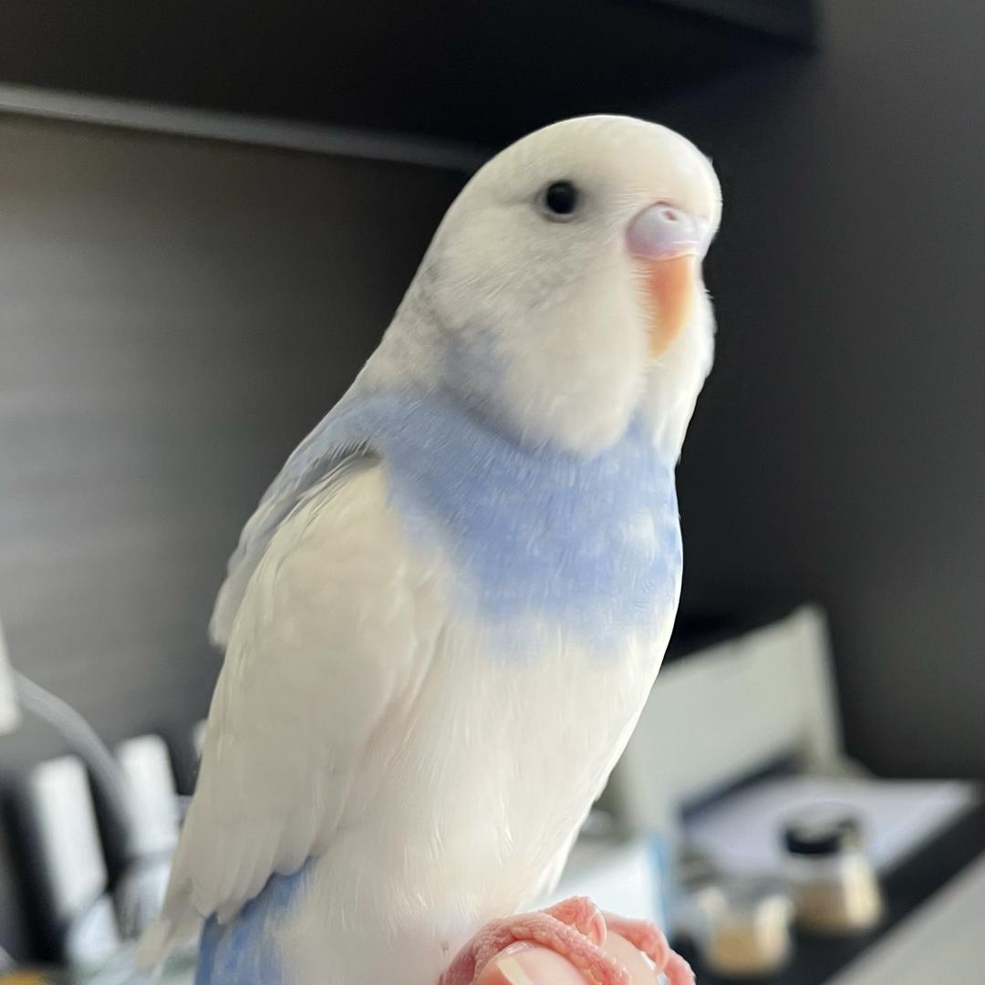 晨宇宠物优品店