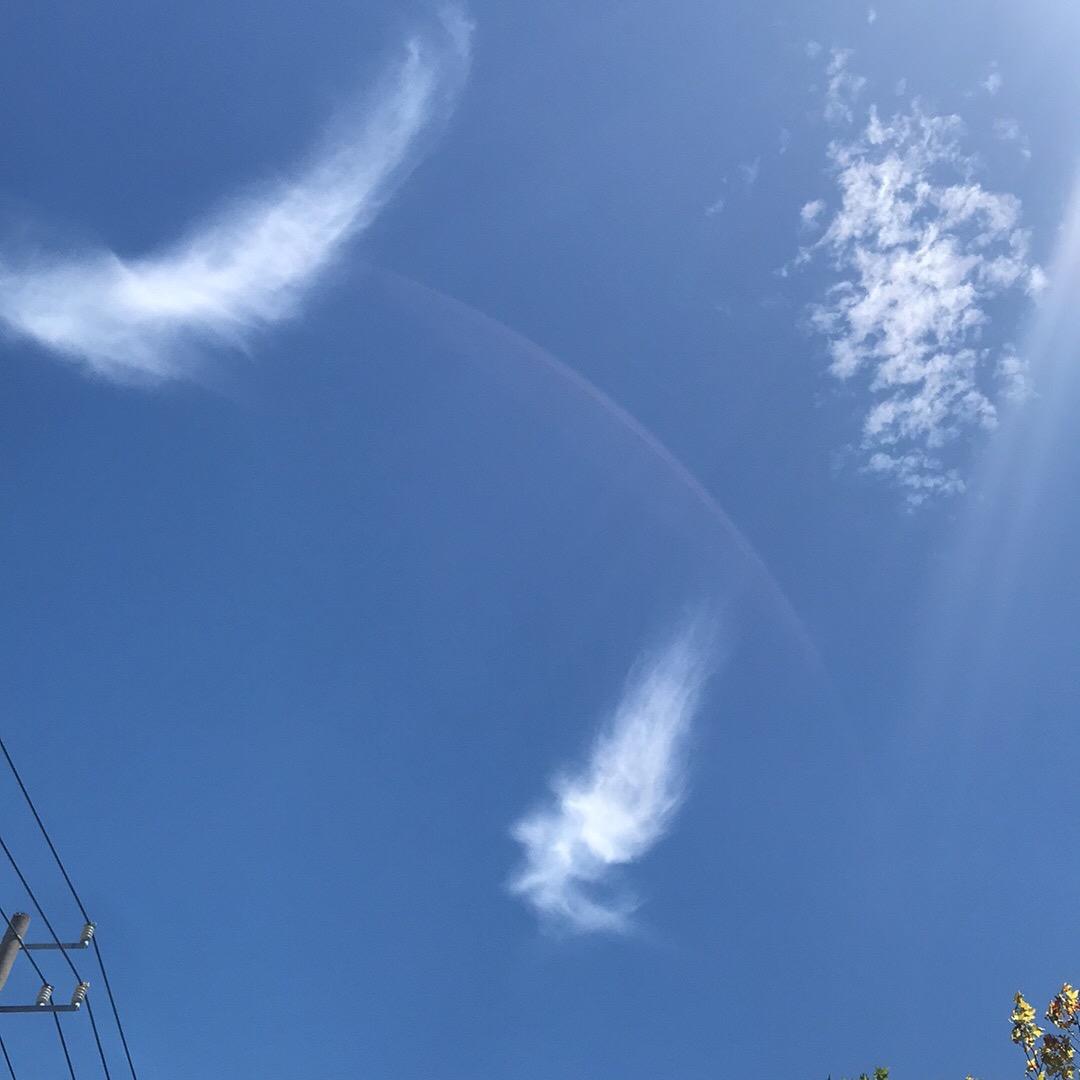 老山鹰