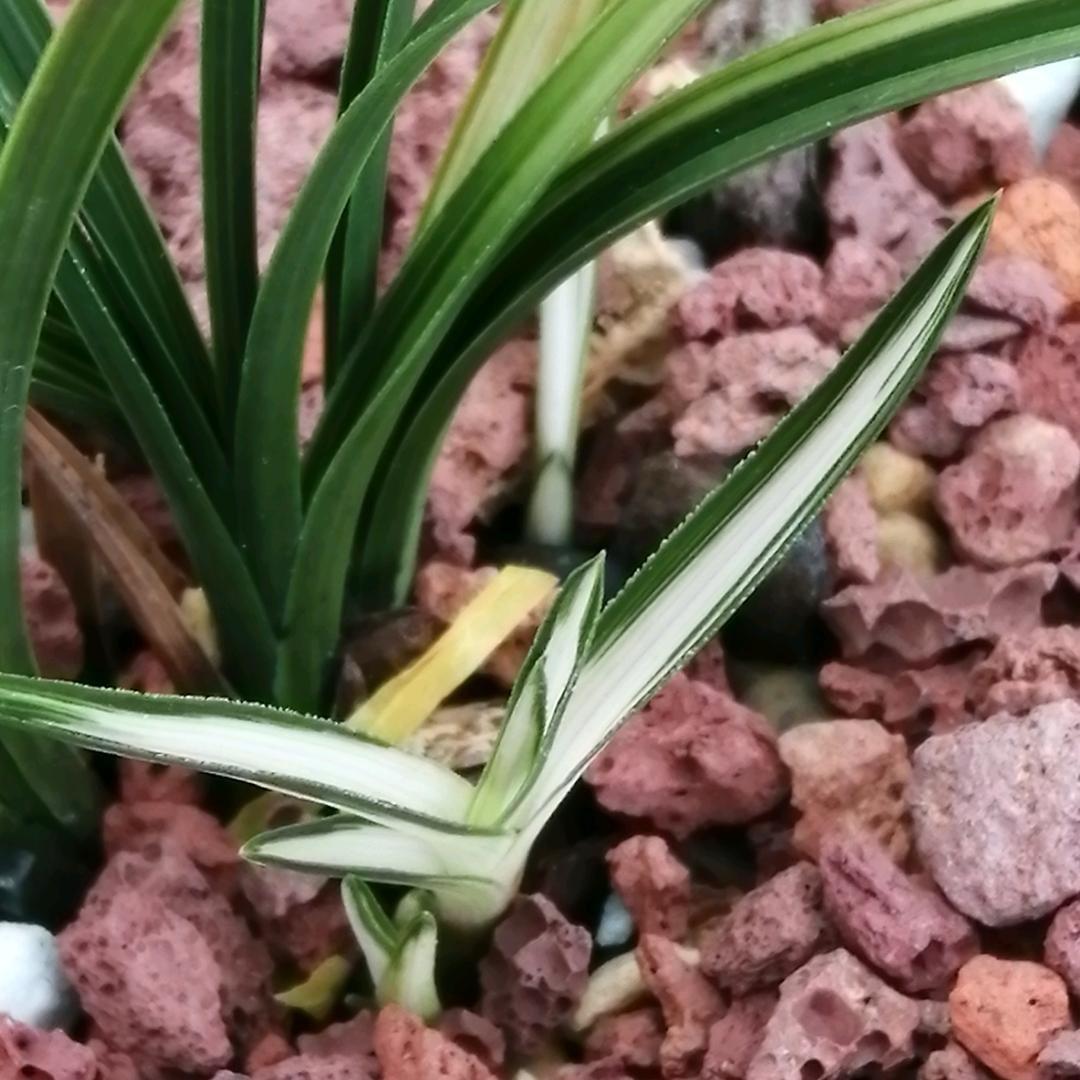 豫鄂兰苑（小号）