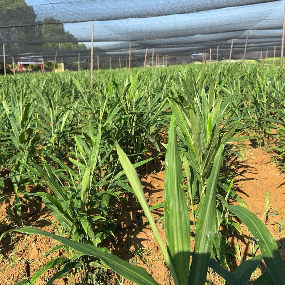 安福县洋门乡村农业