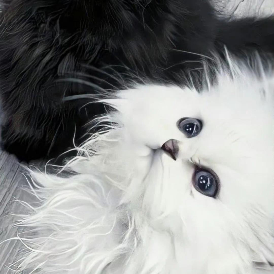 嘟嘟.（ADHD 版本）