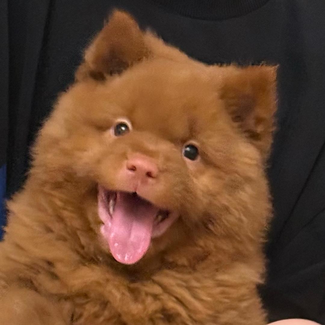 把把杠上花