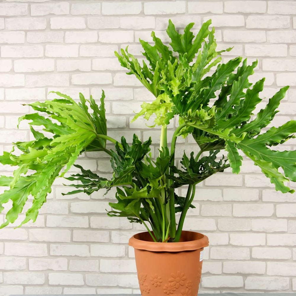 川渝生活生鲜音转