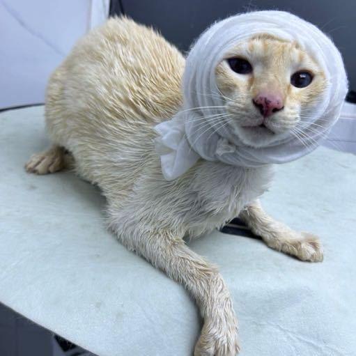 叶玉卿