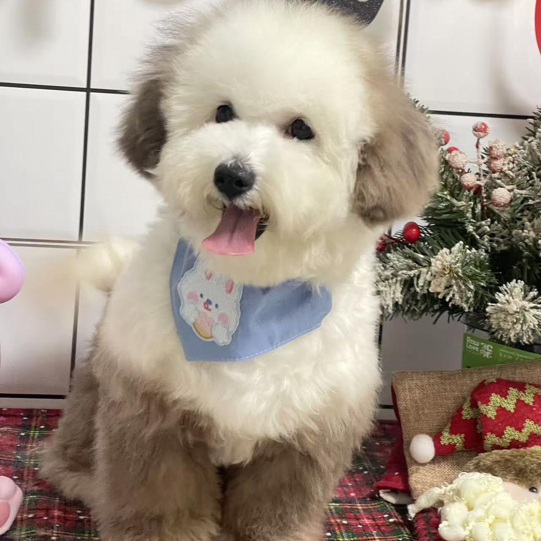 小米❔