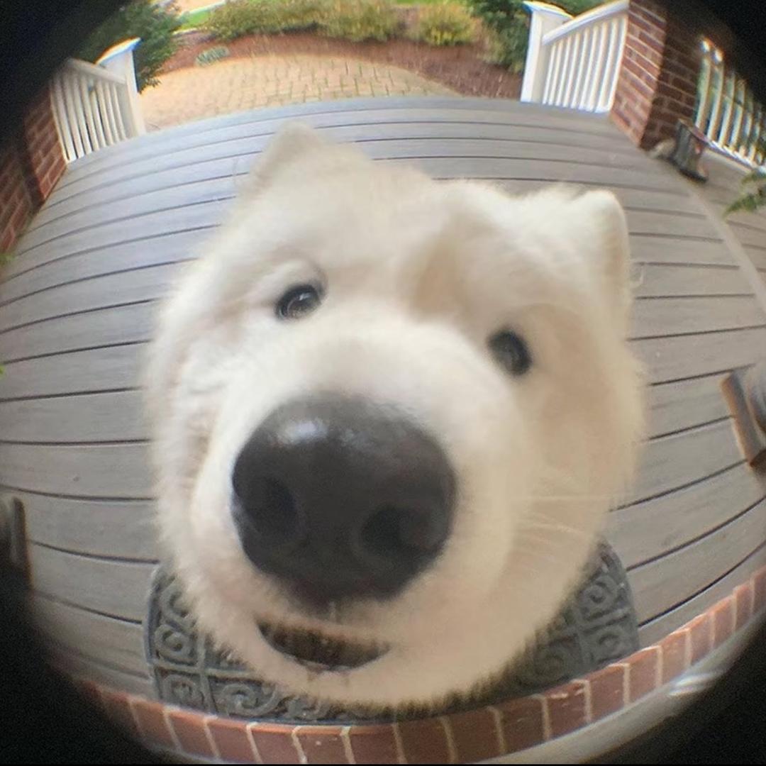 芋头ooo