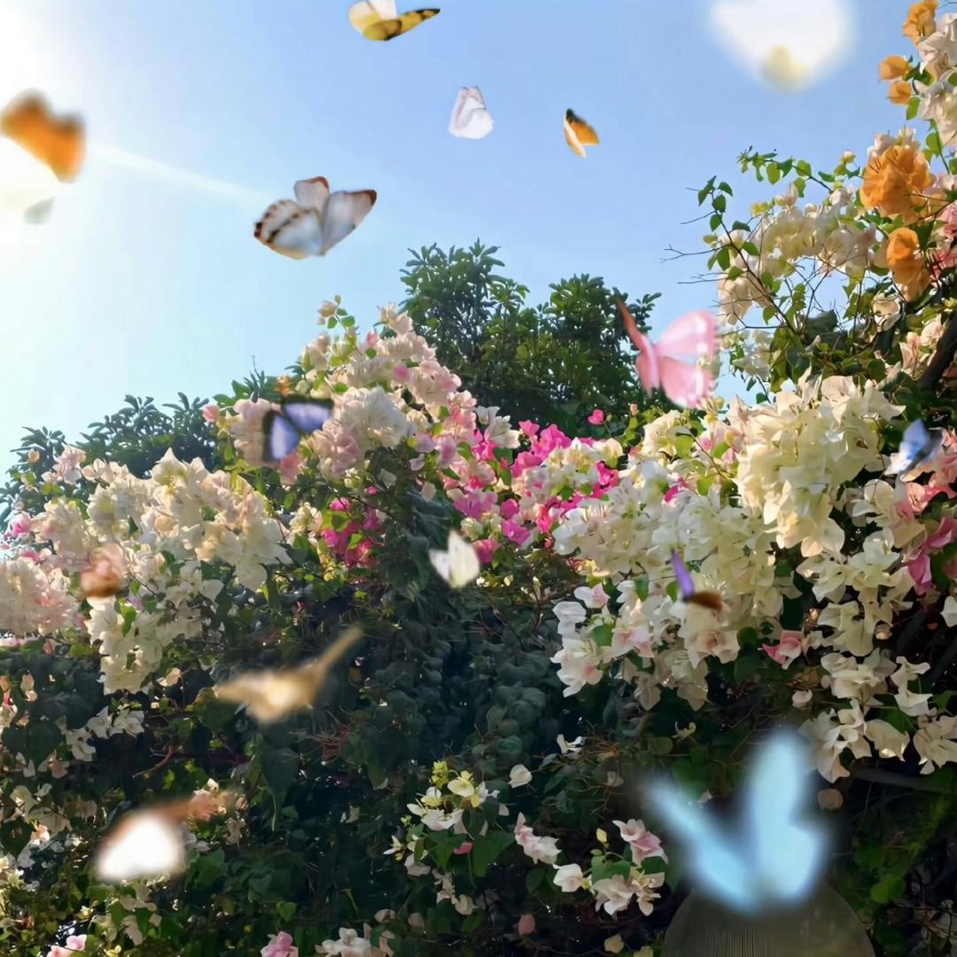 树蝶🎄🦋