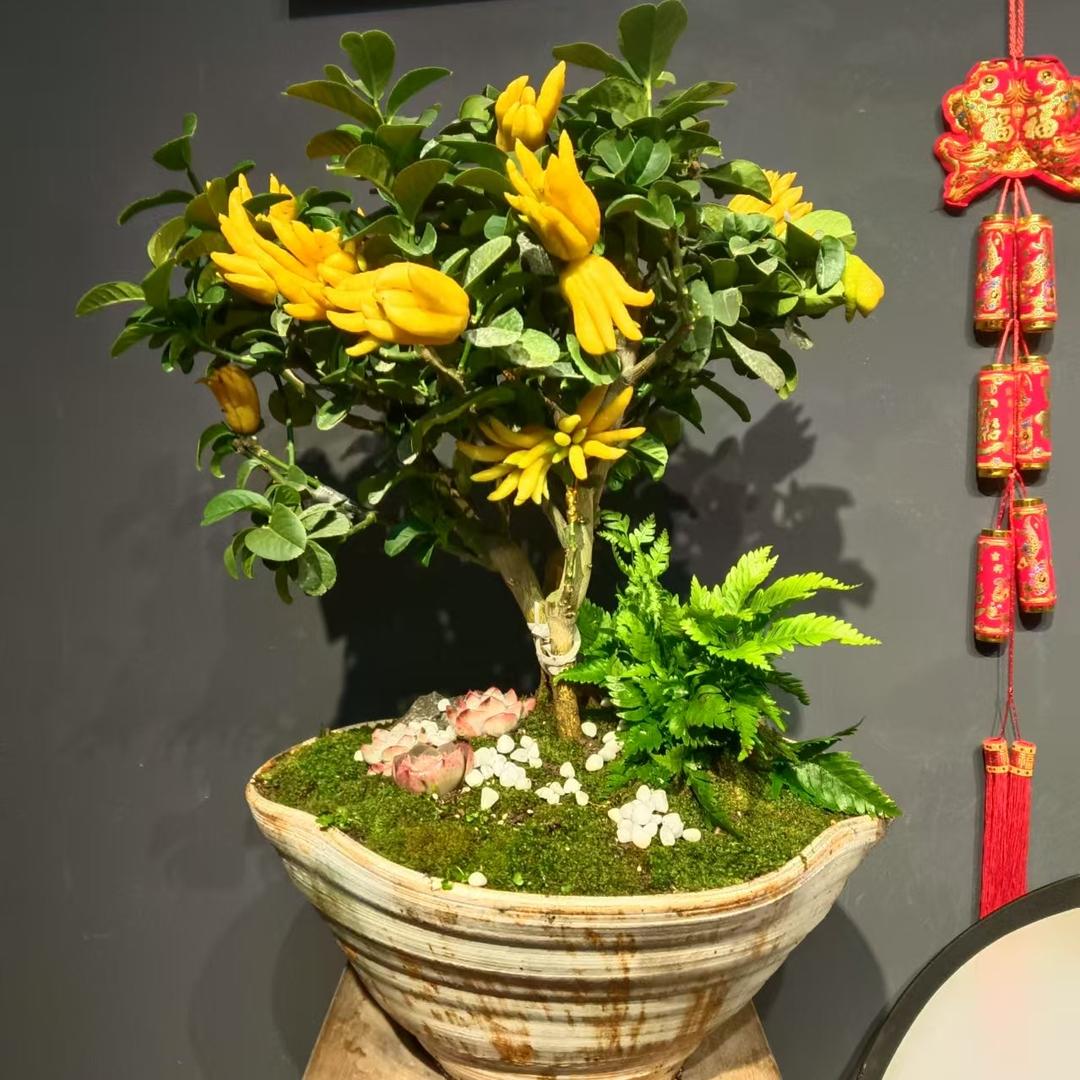 交个盆友盆栽绿植