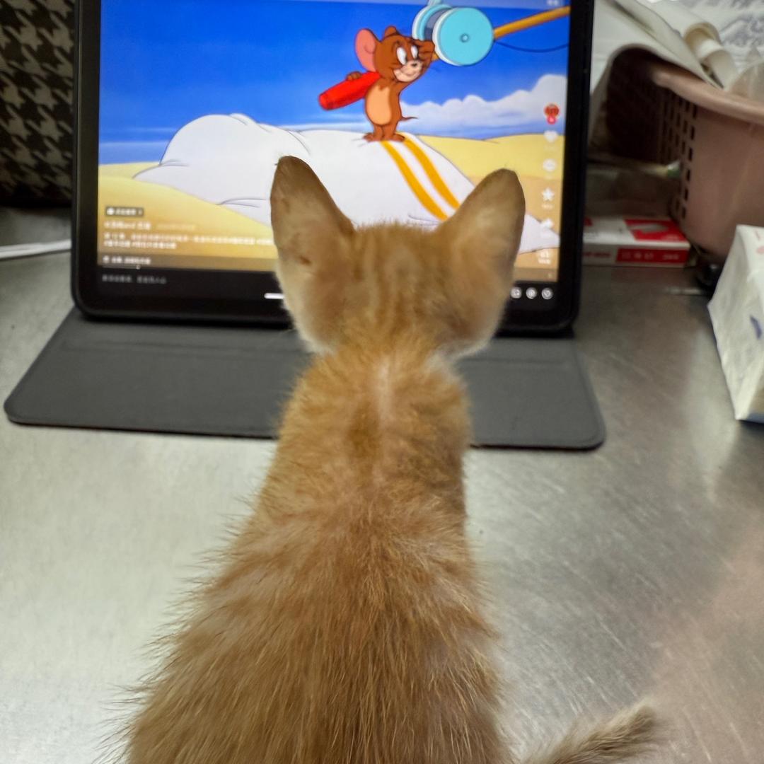 汉堡包🍔🍔🍔