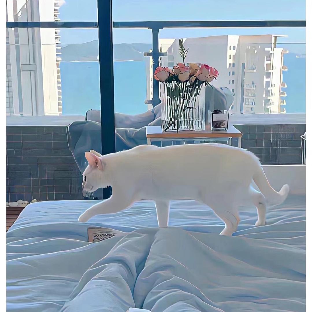 不吃菠菜