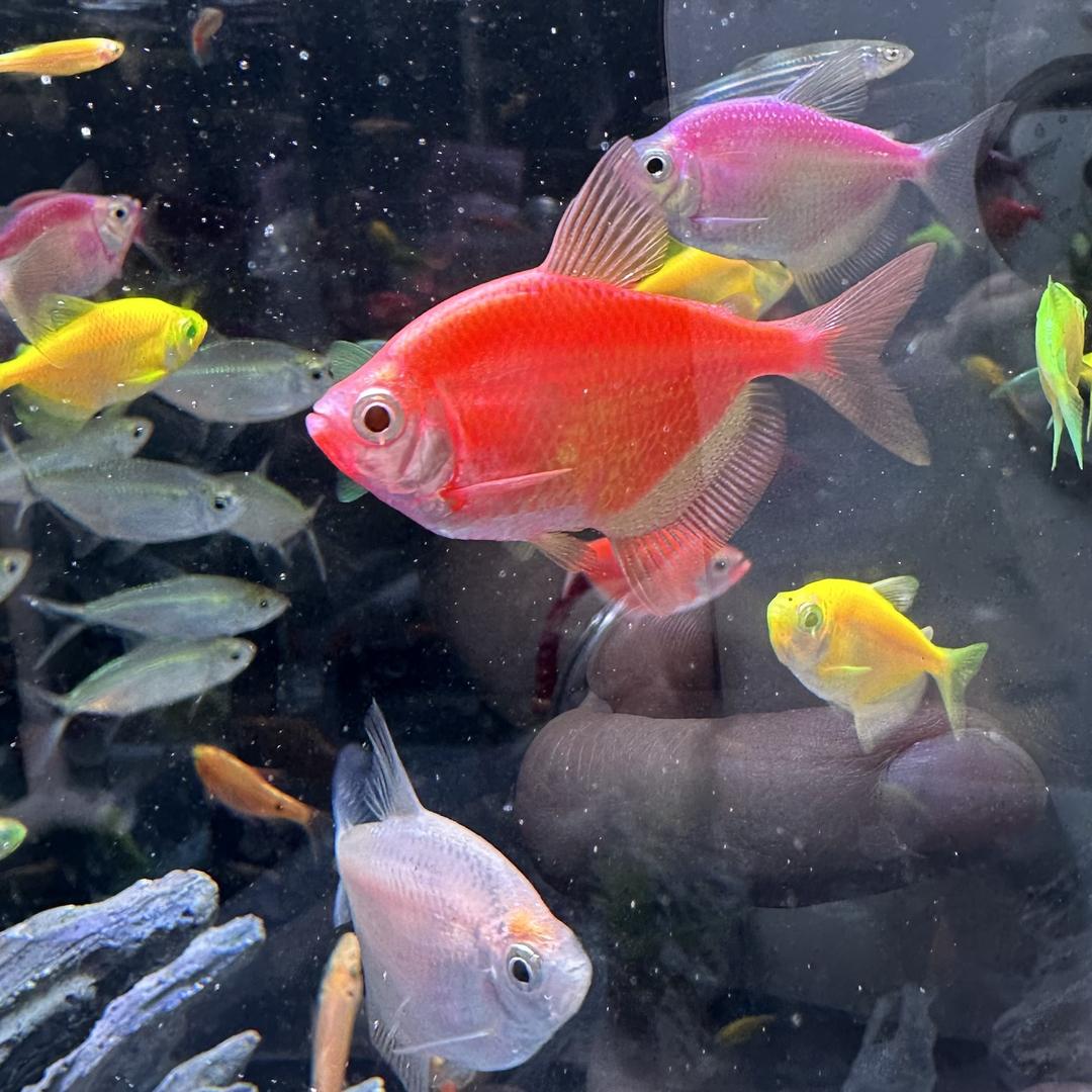 鱼必盛水族
