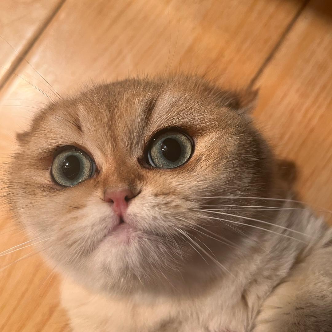 小白白