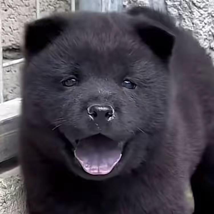 淘只中华田园犬