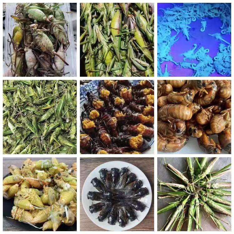 沂水昆虫特产美食
