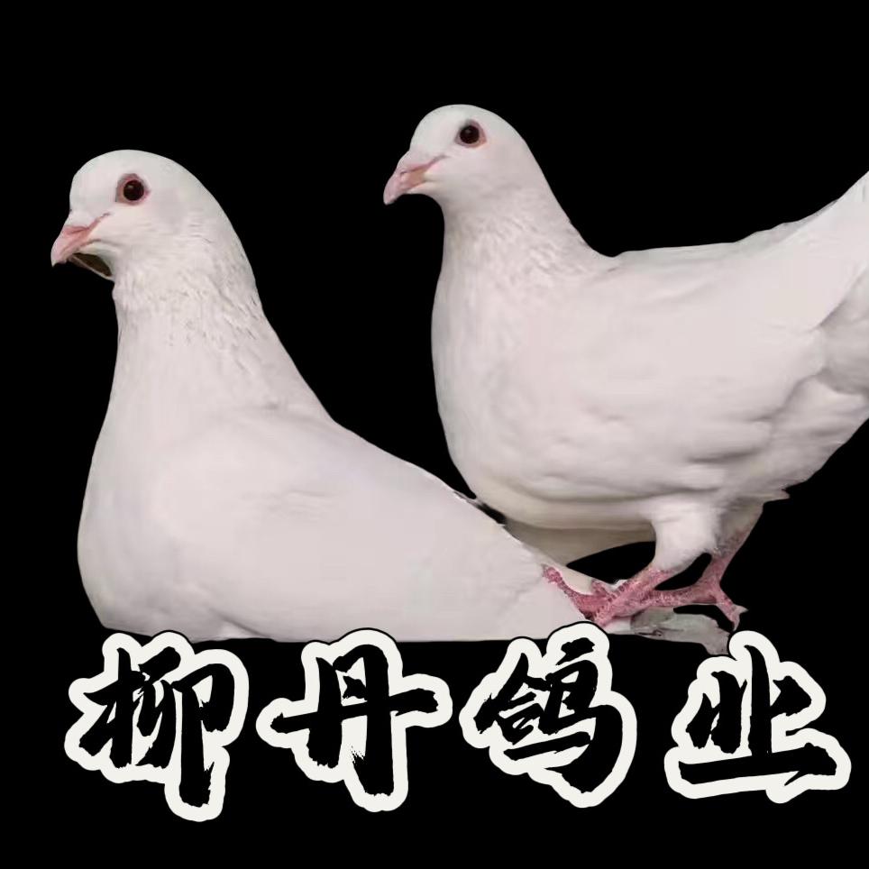 柳丹鸽业