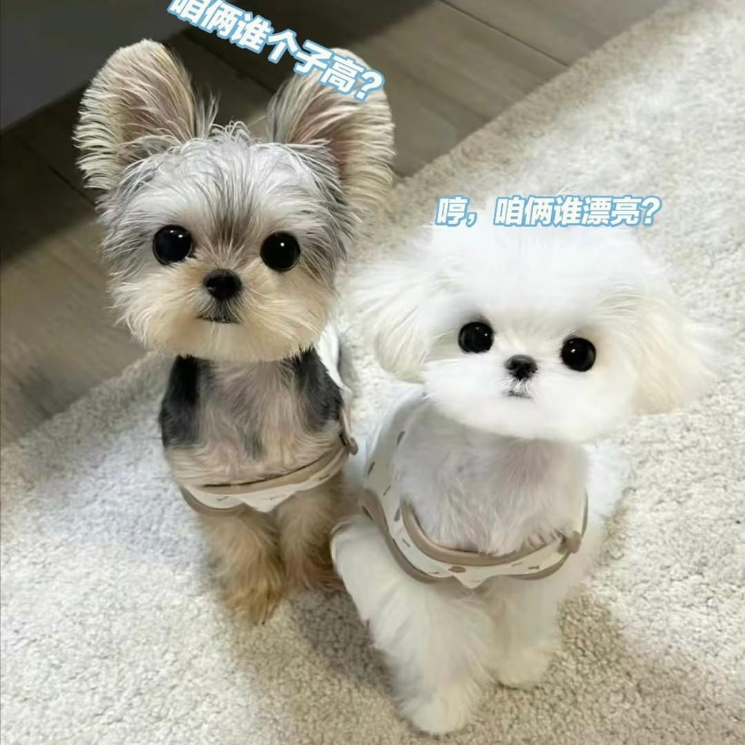 西安马尔济斯约克夏
