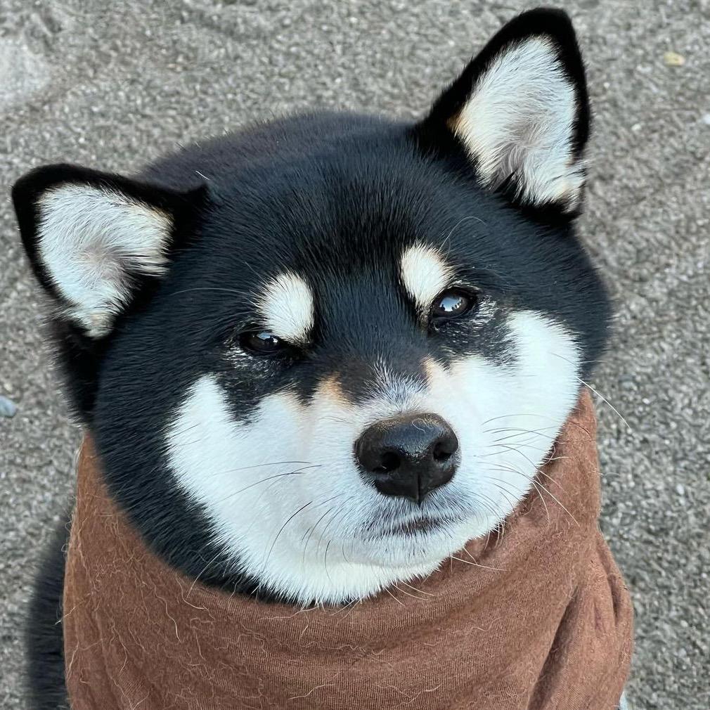 昭依