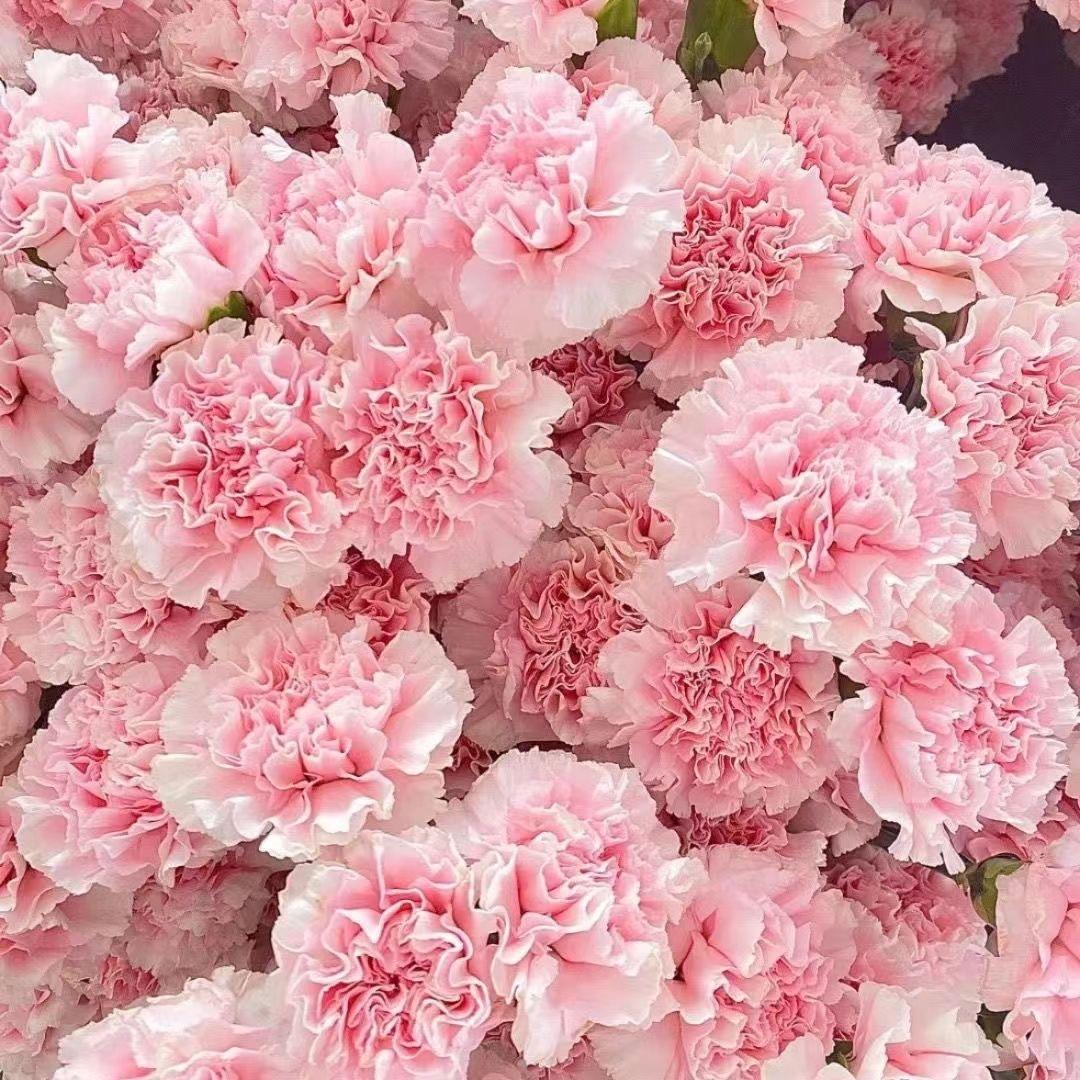 花漫花卉