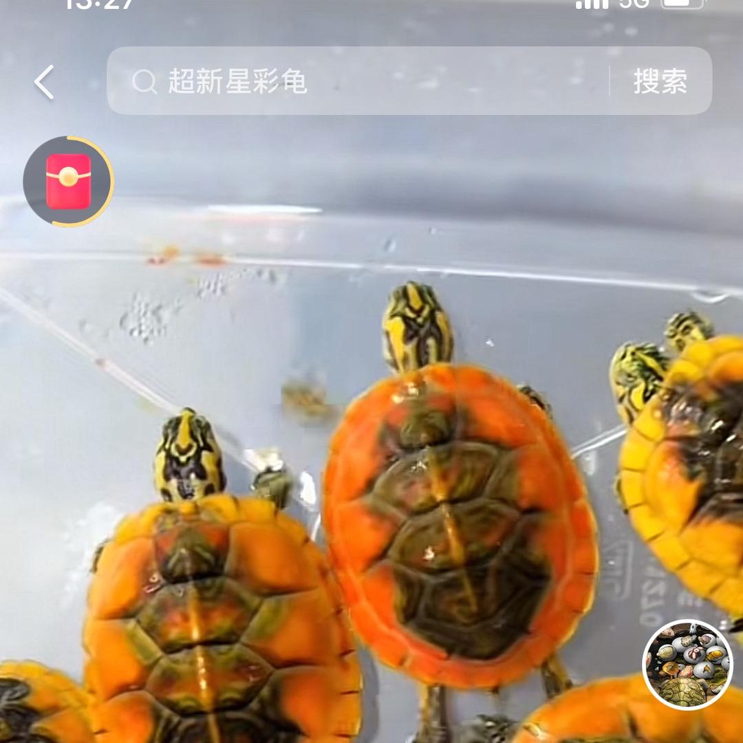 涅槃龟宠