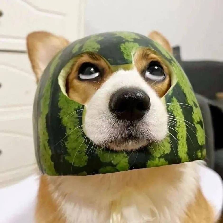 杨杨！
