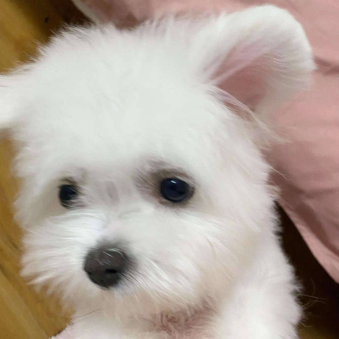 Vonmel翁梅尔