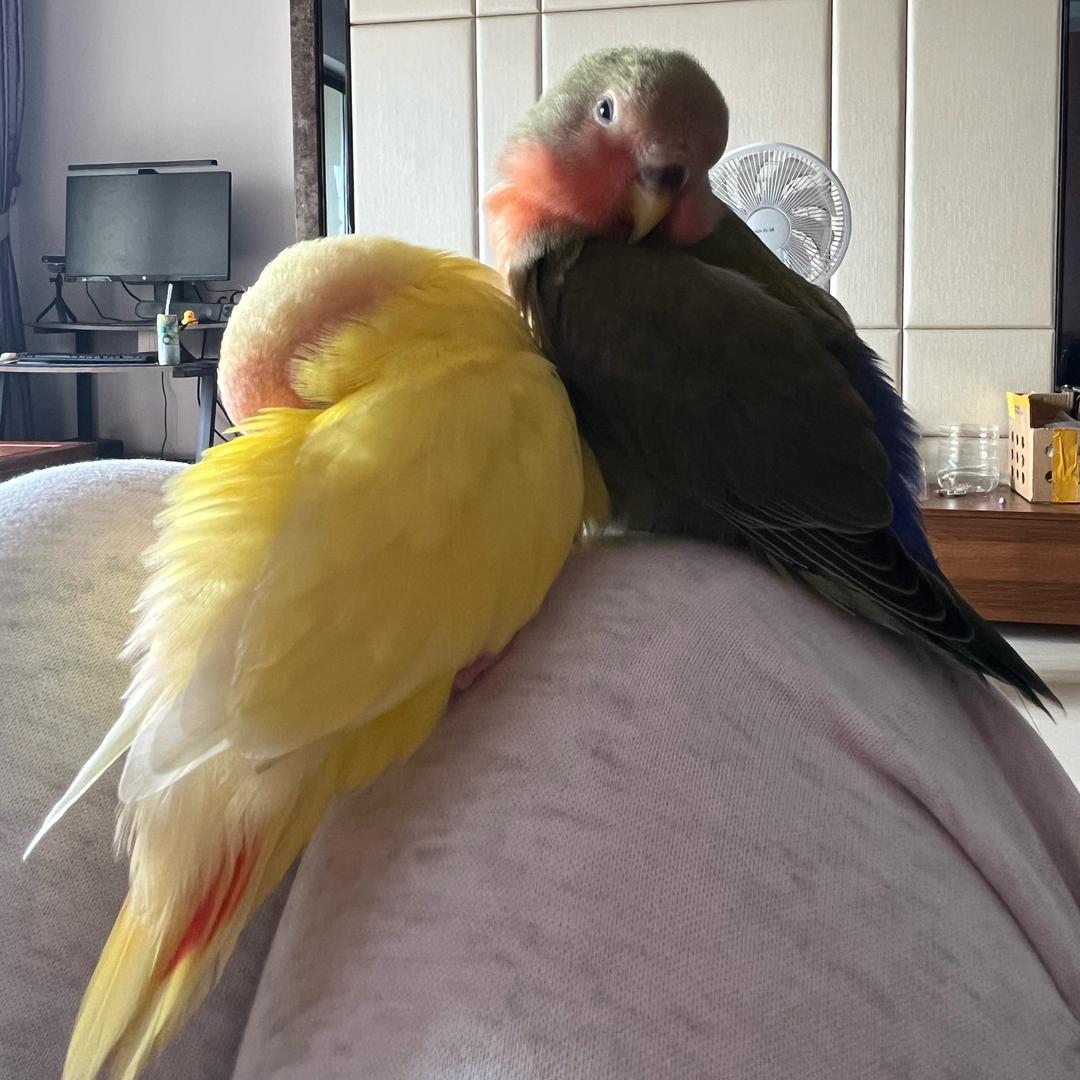 🍉西瓜and🥭芒果✨