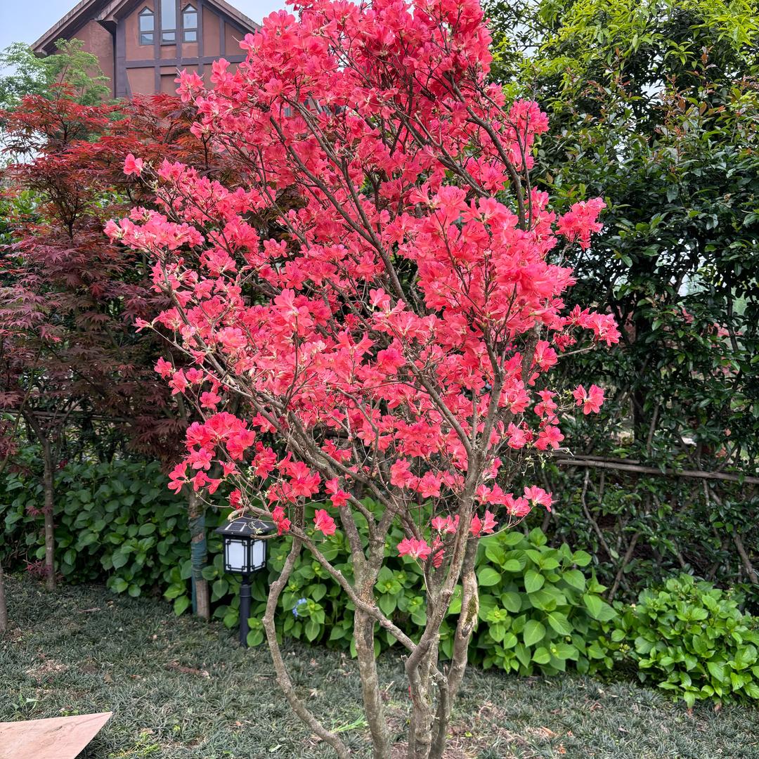 成都小飞哥聊旧改