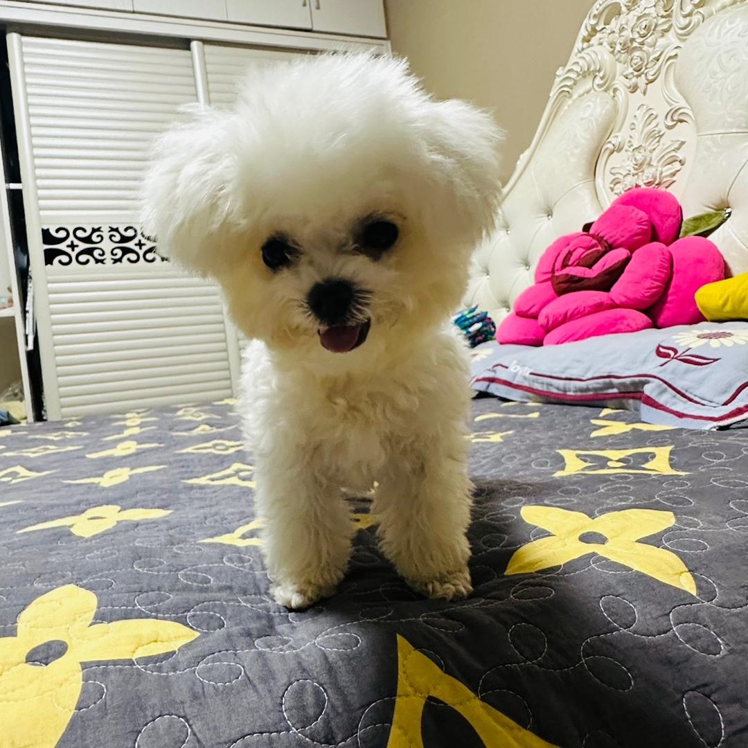 小团团吖