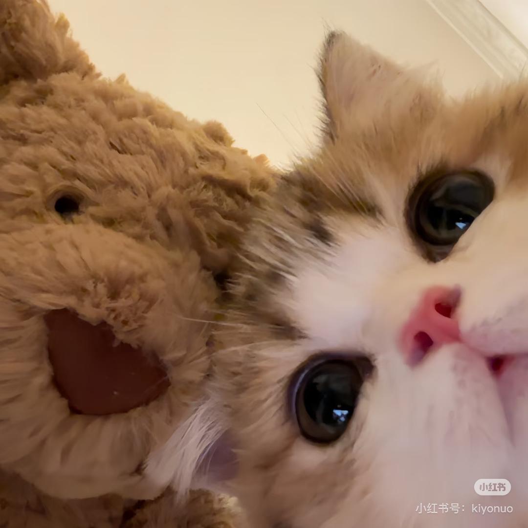 生吞金银花🐾