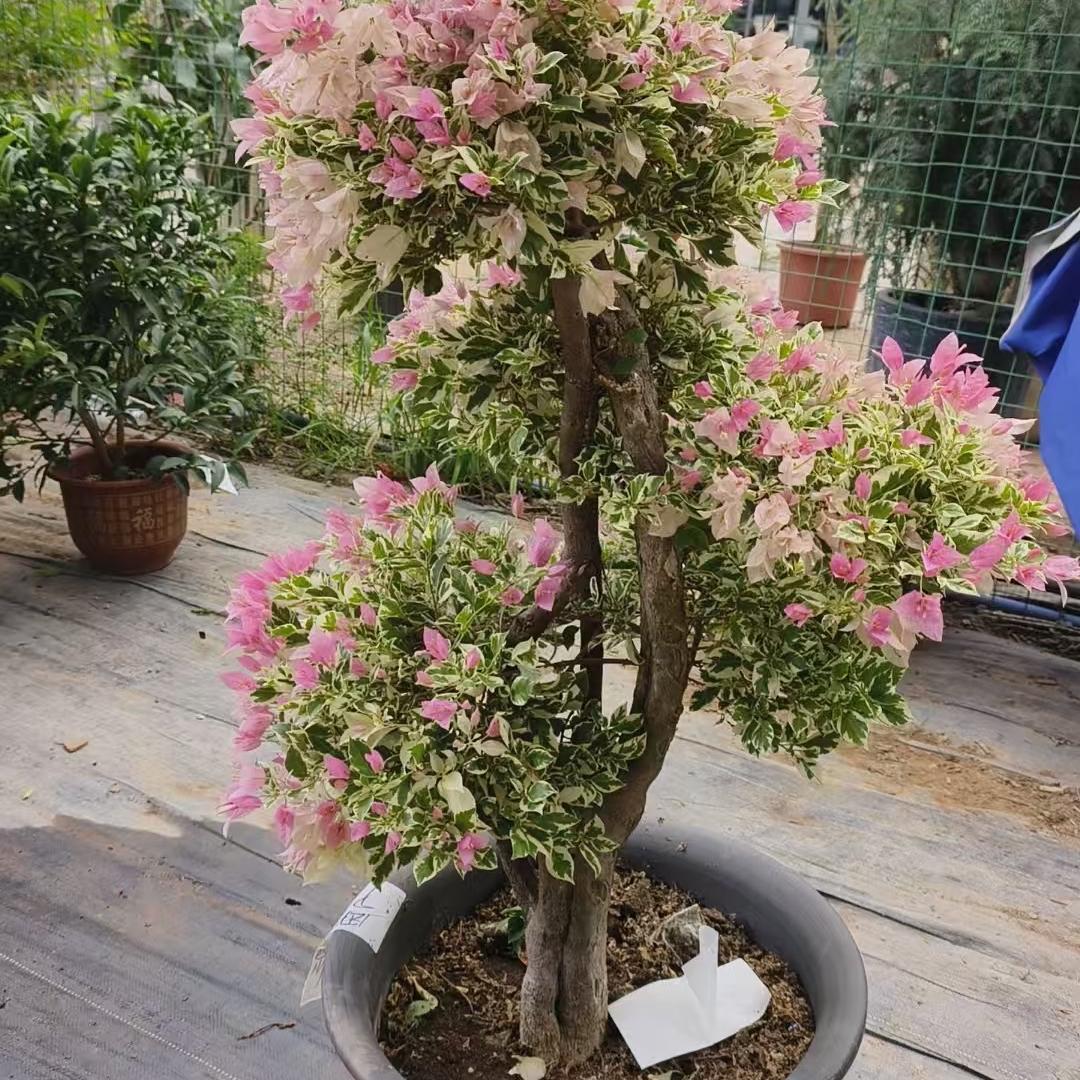 海口美兰荼霖岳百货商行（个体工商户）